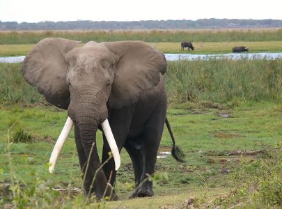 7days-kenyan-bush-safaris-lacavios